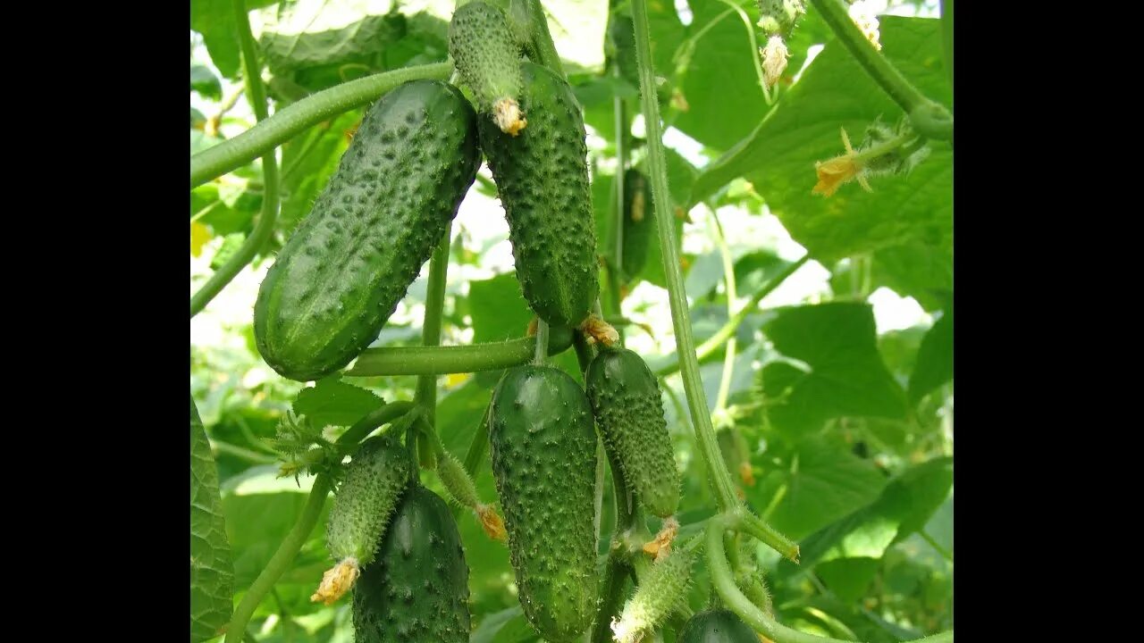 Картинка краткого описания